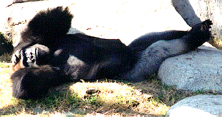 Lazy Ape Productions Logo